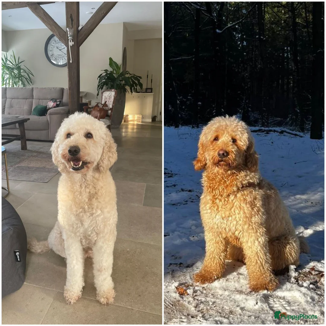 Kruising honden te koop: Goldendoodle x Australische labradoodle pups - Advertentie 3