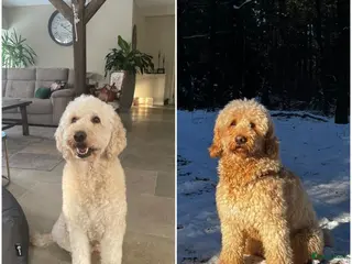 Kruising honden Goldendoodle x Australische labradoodle pups - Advertentie 1