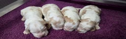 Engelse Cocker Spaniel honden te koop: Engelse Cockerspaniel pups met Stamboom  - Advertentie 17