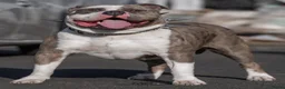 Amerikaanse Bully honden ter dekking: American Bully XL dekreu  - Advertentie 2