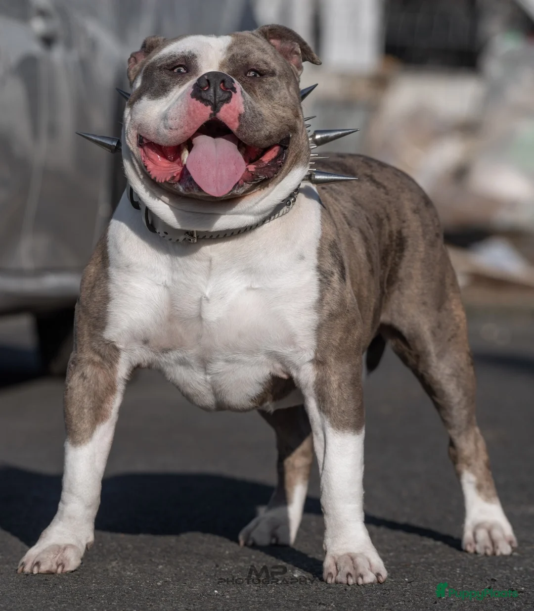 Amerikaanse Bully honden ter dekking: American Bully XL dekreu  - Advertentie 2