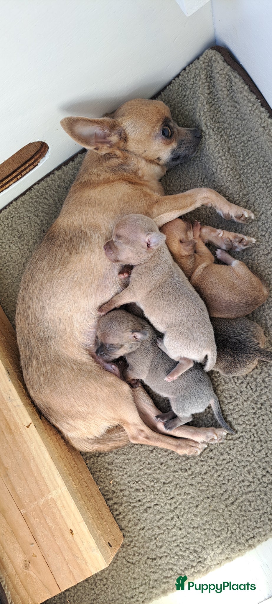 Chihuahua honden Chihuahua puppies - Advertentie 1