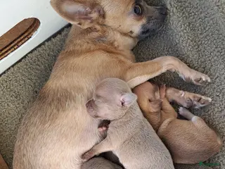 Chihuahua honden Chihuahua puppies - Advertentie 1