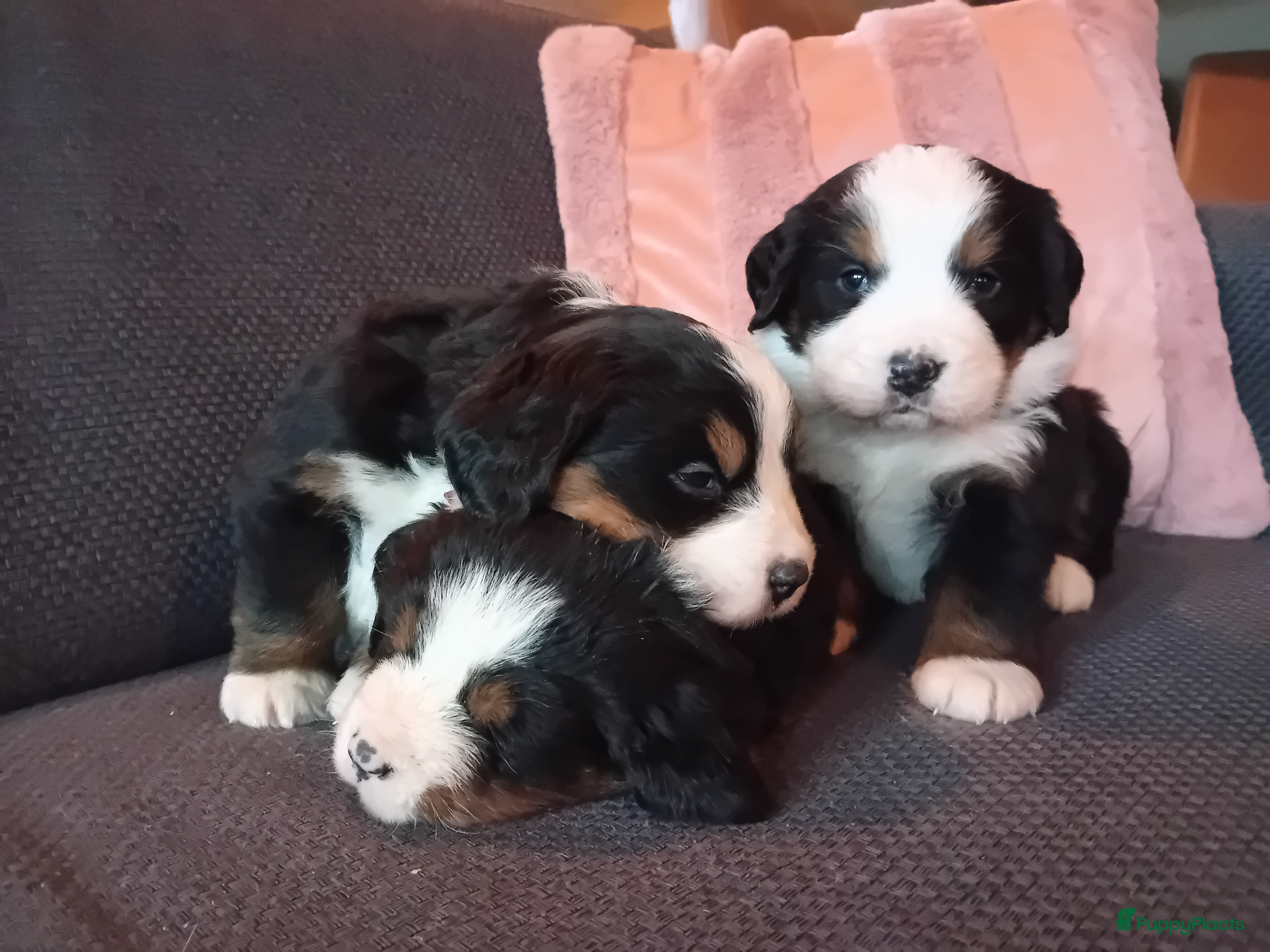 Berner Sennenhond honden Benner sennen pups - Advertentie 1