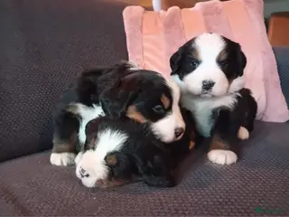 Berner Sennenhond honden Benner sennen pups - Advertentie 12