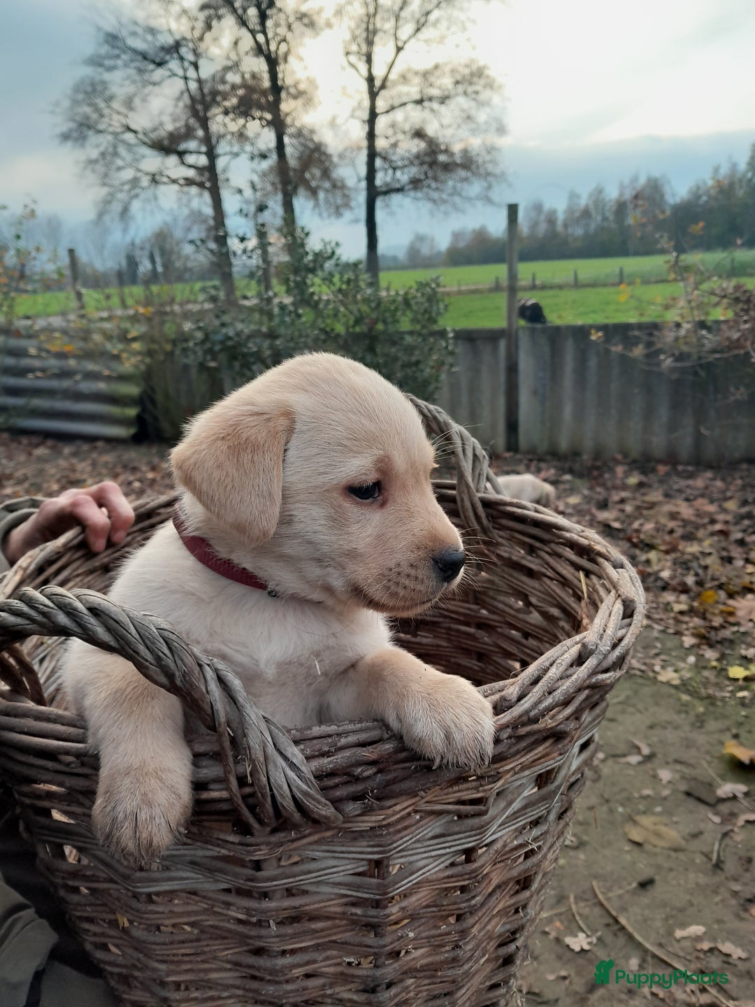 Labrador Retriever honden te koop: Lieve enthousiaste labrador pups - Advertentie 4