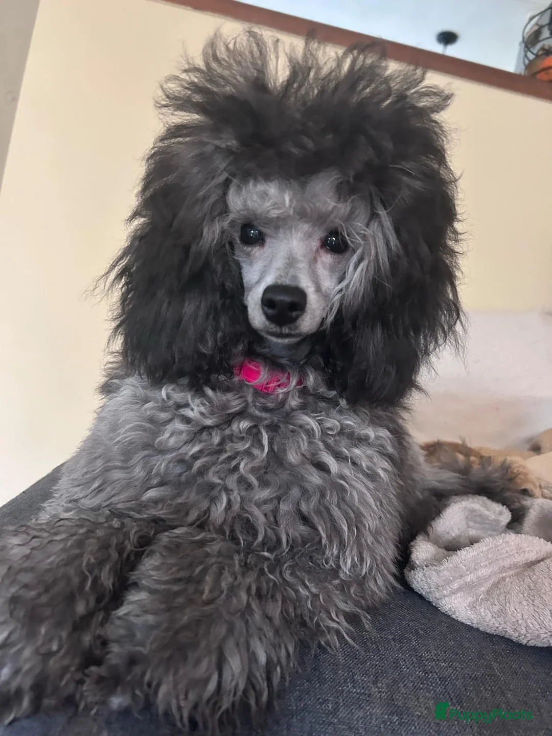 Galerij afbeelding {{count}}