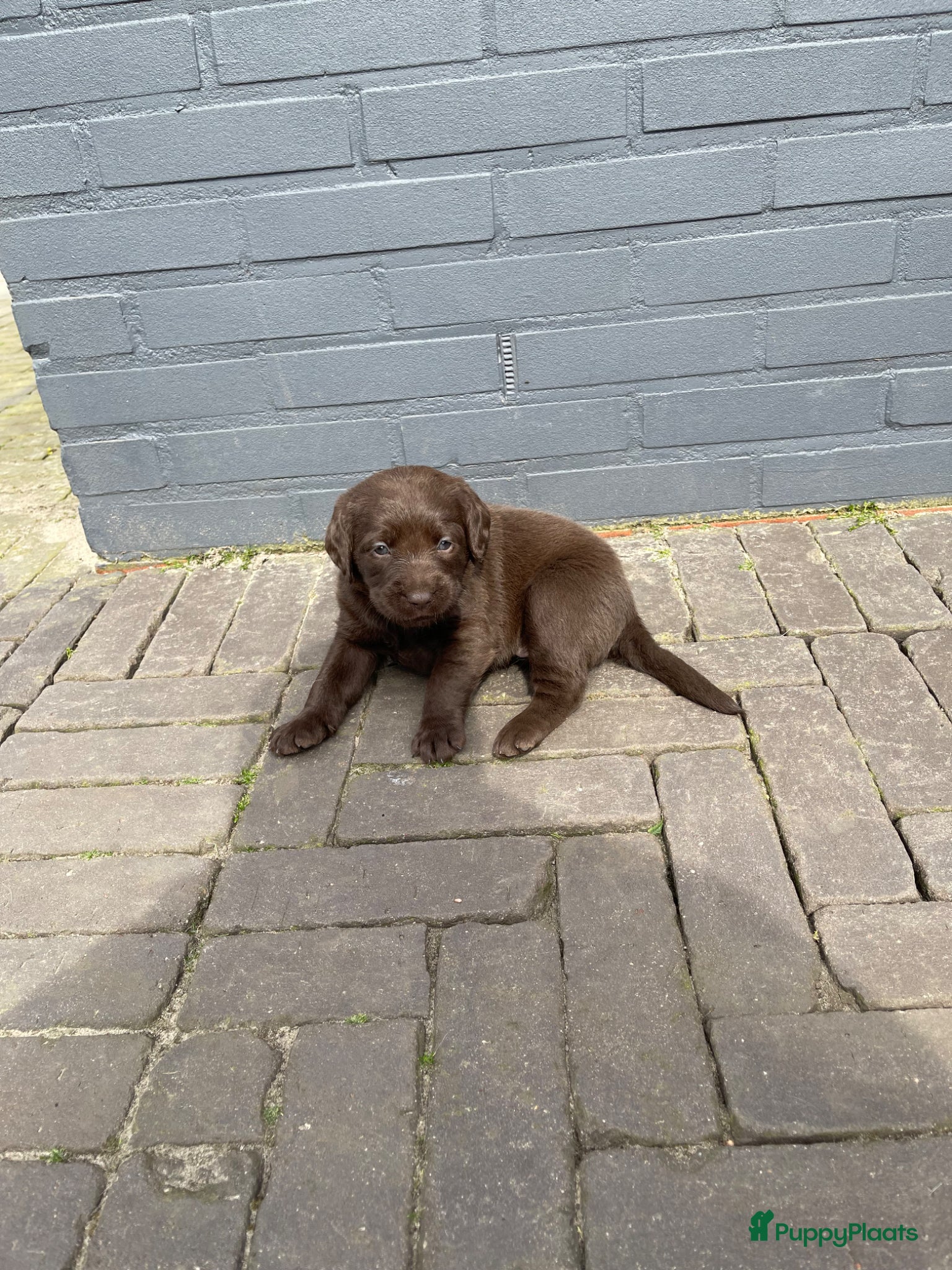 Labradoodle honden Te koop: 2 unieke Labradoodle pups - Advertentie 1