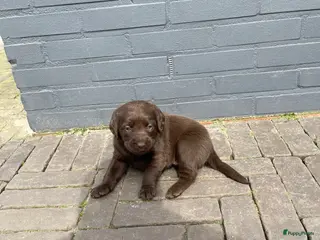 Labradoodle honden Te koop: 2 unieke Labradoodle pups - Advertentie 8