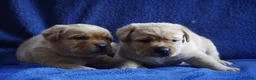 Labrador Retriever honden te koop: donkergeel/foxred labrador reutje - Advertentie 3