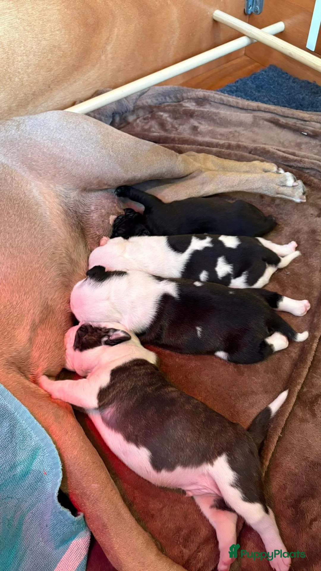 American Staffordshire Terriër honden te koop: Prachtig nestje, 2 reutjes, 2 teefjes - Advertentie 16