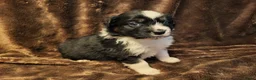 Australian Shepherd honden te koop: Aiustralian Shepherd teefje met FCI Stamboom - Advertentie 10