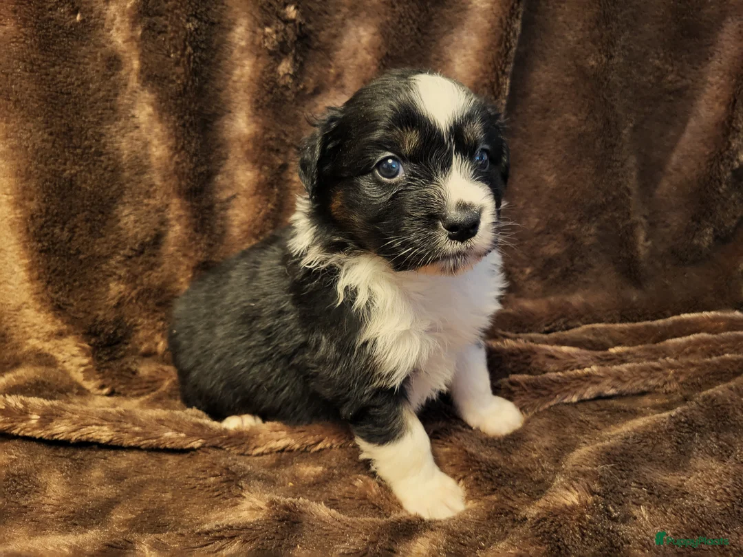 Australian Shepherd honden te koop: Aiustralian Shepherd teefje met FCI Stamboom - Advertentie 10