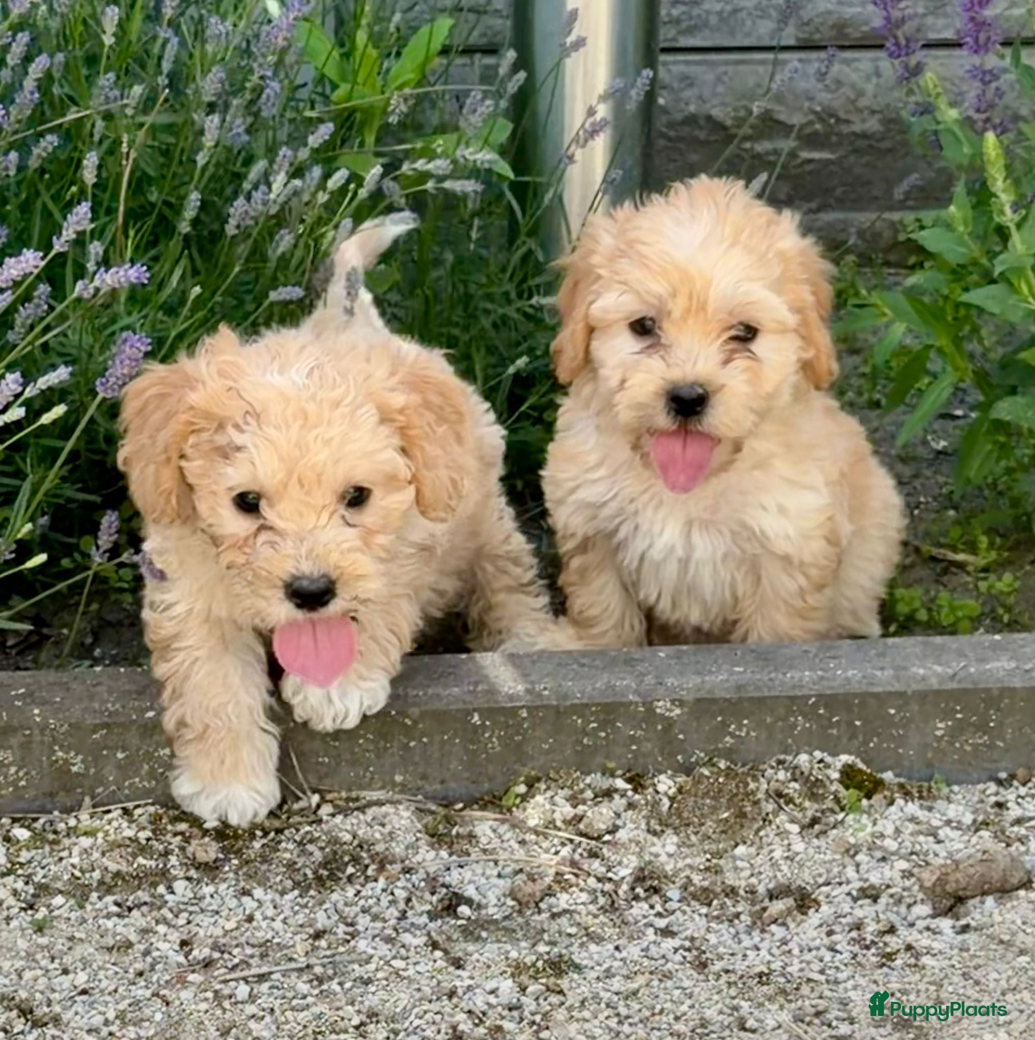 Cockapoo honden te koop: Cockapoo x boomer pups  - Advertentie 21