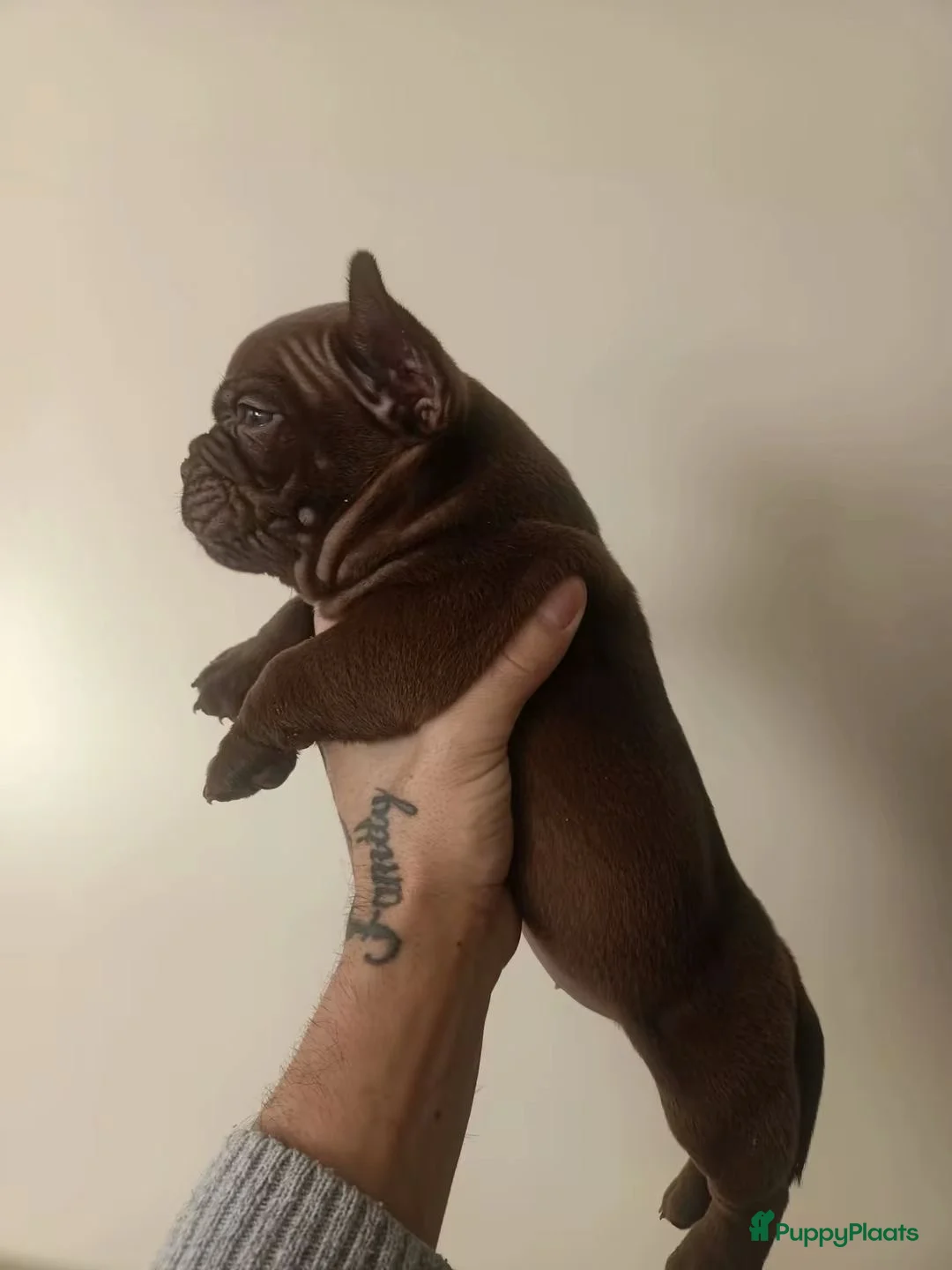 Amerikaanse Bully honden te koop: Micro bully’s  - Advertentie 6