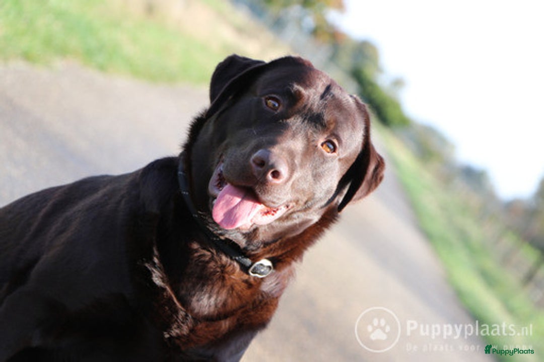 Labrador Retriever honden ter dekking: Raszuiver labrador biedt zich aan als dekreu ED en HD vrij in Nederweert - Afbeelding 3