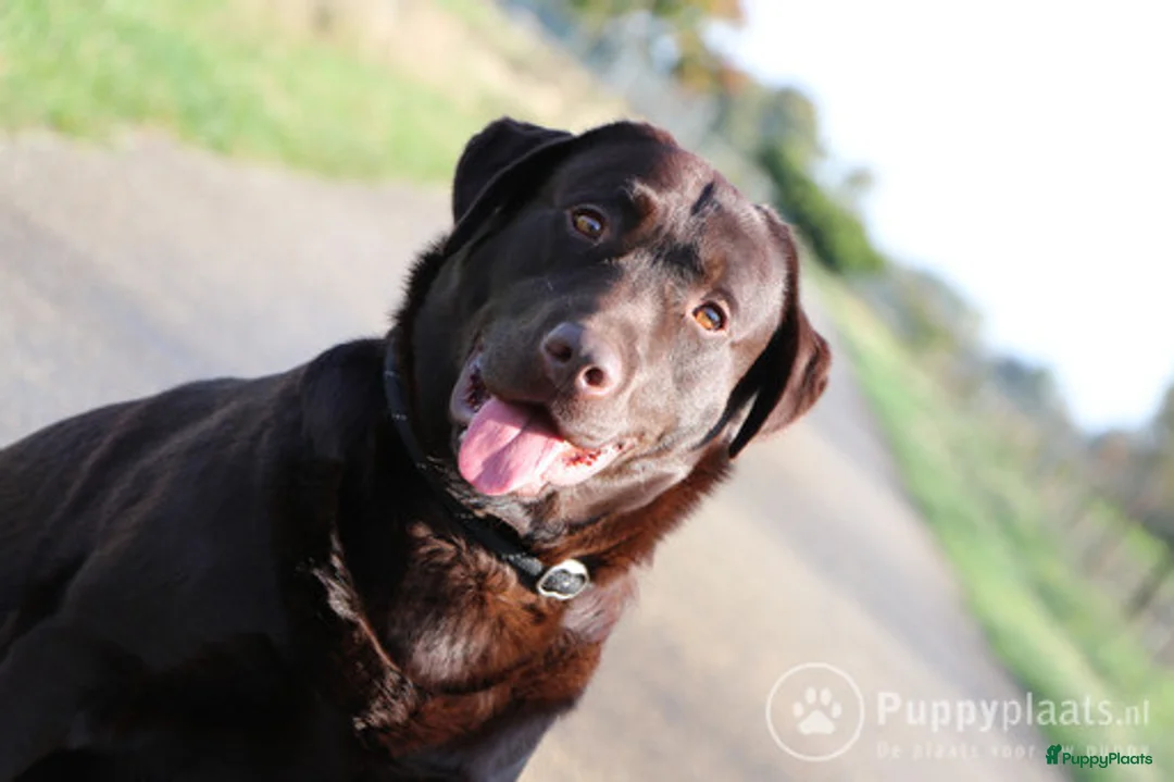 Labrador Retriever honden ter dekking: Raszuiver labrador biedt zich aan als dekreu ED en HD vrij in Nederweert - Advertentie 3