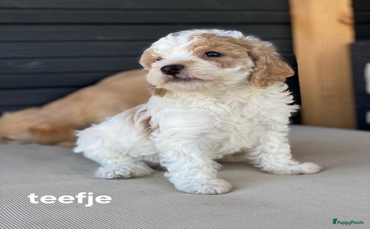 Maltipoo honden - Advertentie 11