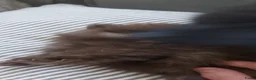 Pomsky honden te koop: Pommeriaan pomsky  - Advertentie 18
