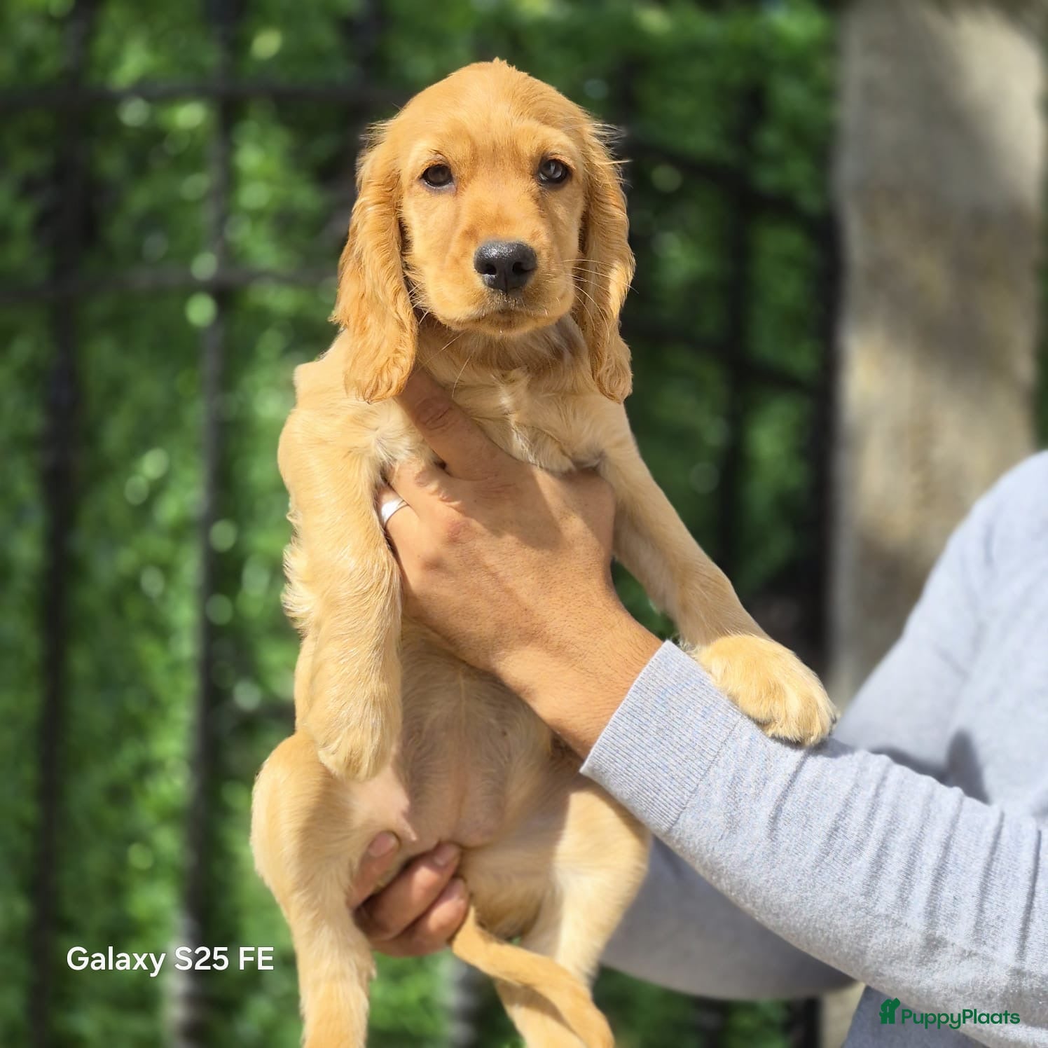 Engelse Cocker Spaniel honden Cocker Spaniel Pupps - Advertentie 2