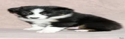 Australian Shepherd honden te koop: Australische herder pups - Advertentie 11