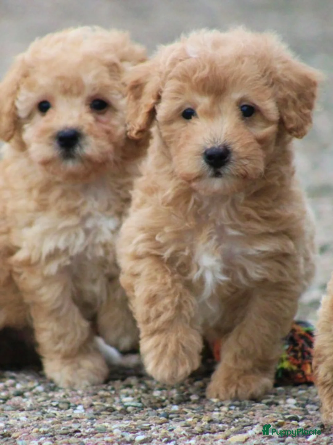 Maltipoo honden te koop: Maltipoo pups - Advertentie 9