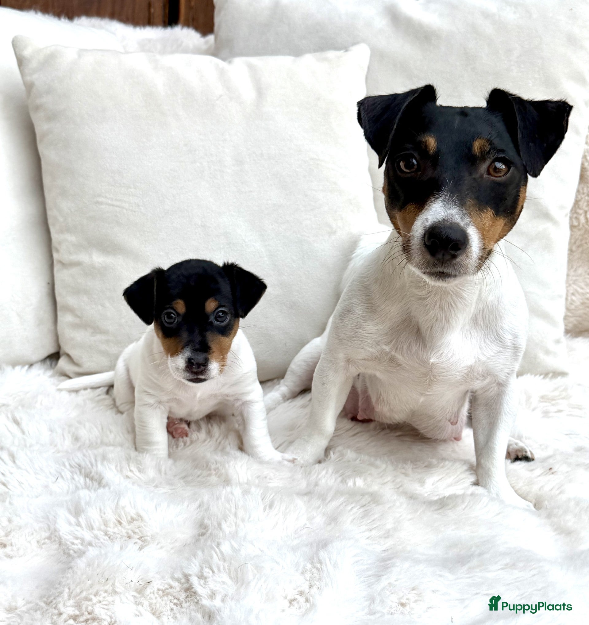Jack Russel Terriër honden Prachtig Jack Russell reutje te koop - Advertentie 6