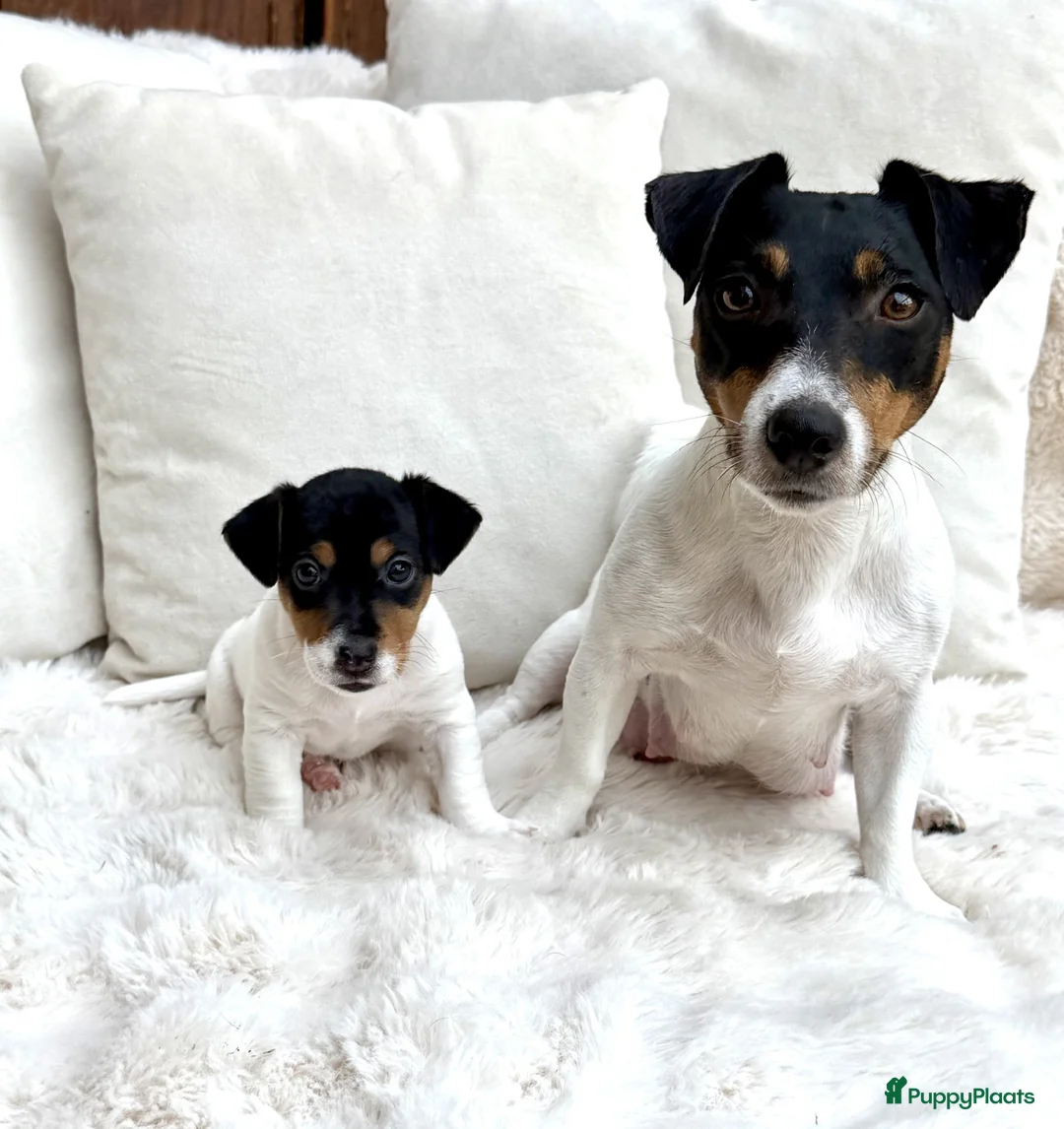 Jack Russel Terriër honden te koop: Prachtig Jack Russell reutje te koop - Advertentie 1