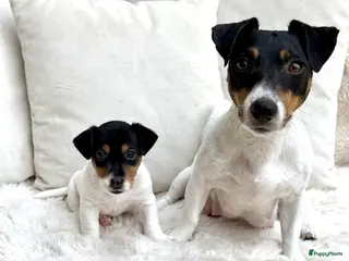 Jack Russel Terriër honden Prachtig Jack Russell reutje te koop - Advertentie 6