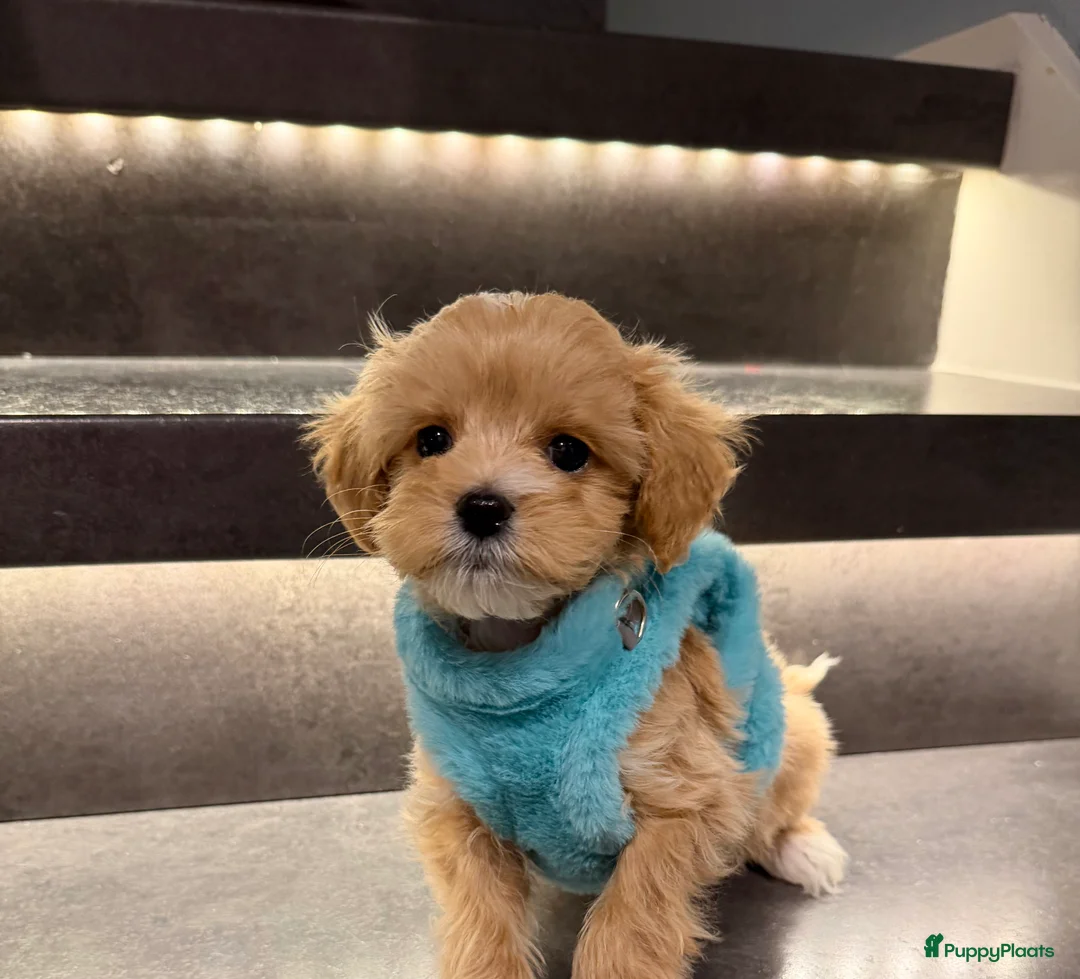 Maltipoo honden te koop: Schattige maltipoo pups thuisnestje - Advertentie 3