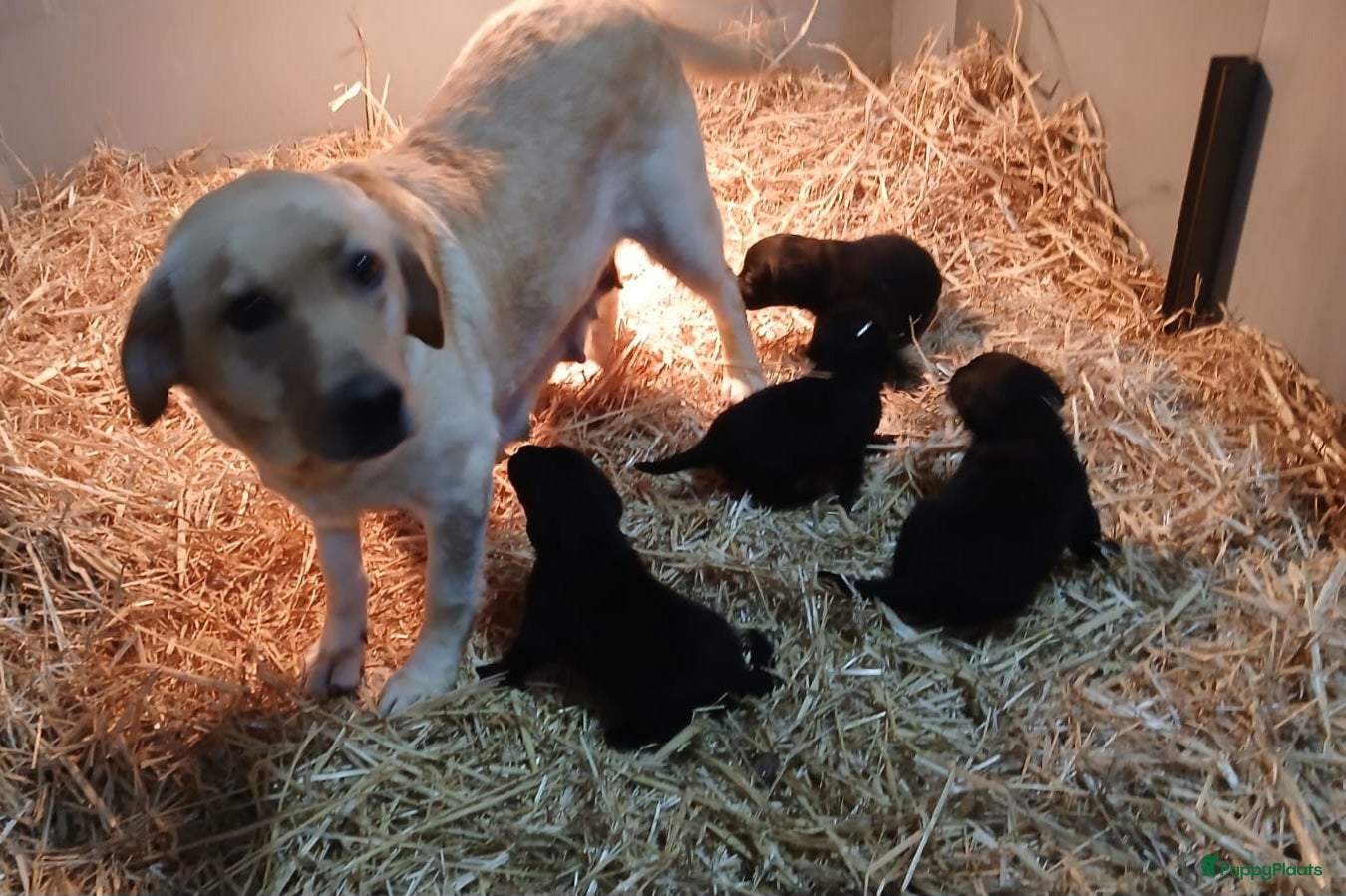 Labrador Retriever honden te koop: Labrador pups raszuiver zwart  - Advertentie 1