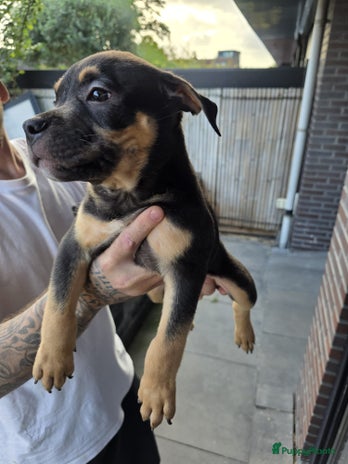 Amerikaanse Bully honden - Advertentie 3