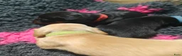 Teckel (korthaar)  honden te koop: Dwergteckel pups. Beide ouders aanwezig.  - Advertentie 6