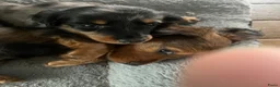 Teckel (langhaar) honden te koop: Teckel pups langhaar kleine dwerg - Advertentie 11