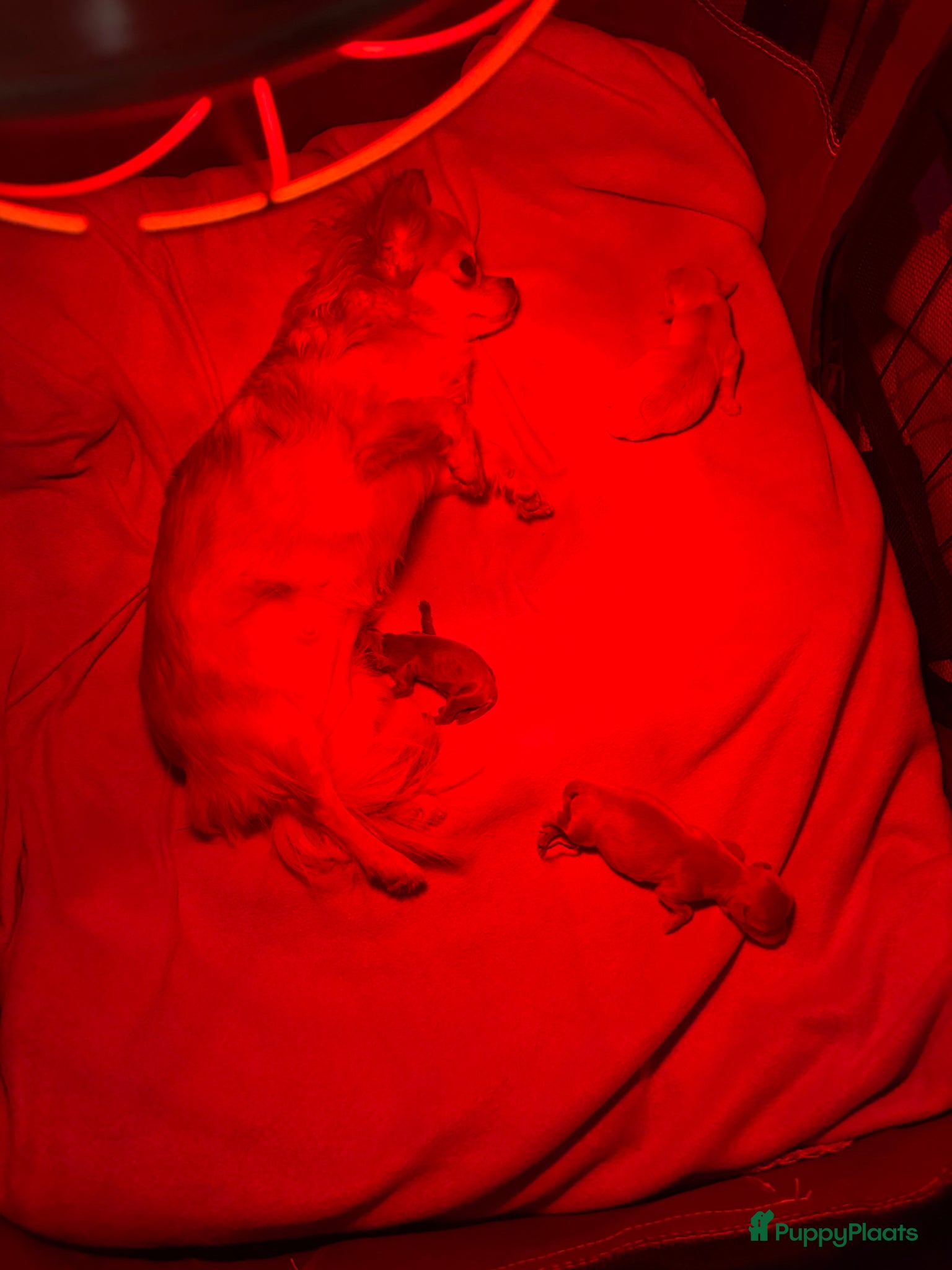 Chihuahua honden Chihuahua pups 1 reutje beschikbaar nog  - Advertentie 1