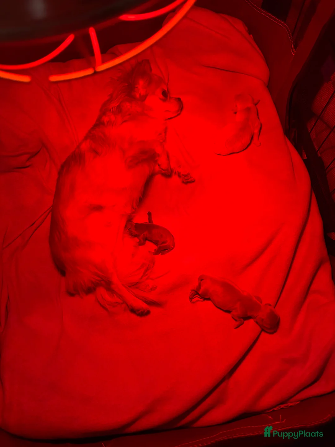 Chihuahua honden te koop: Chihuahua pups 1 reutje beschikbaar nog  - Advertentie 1