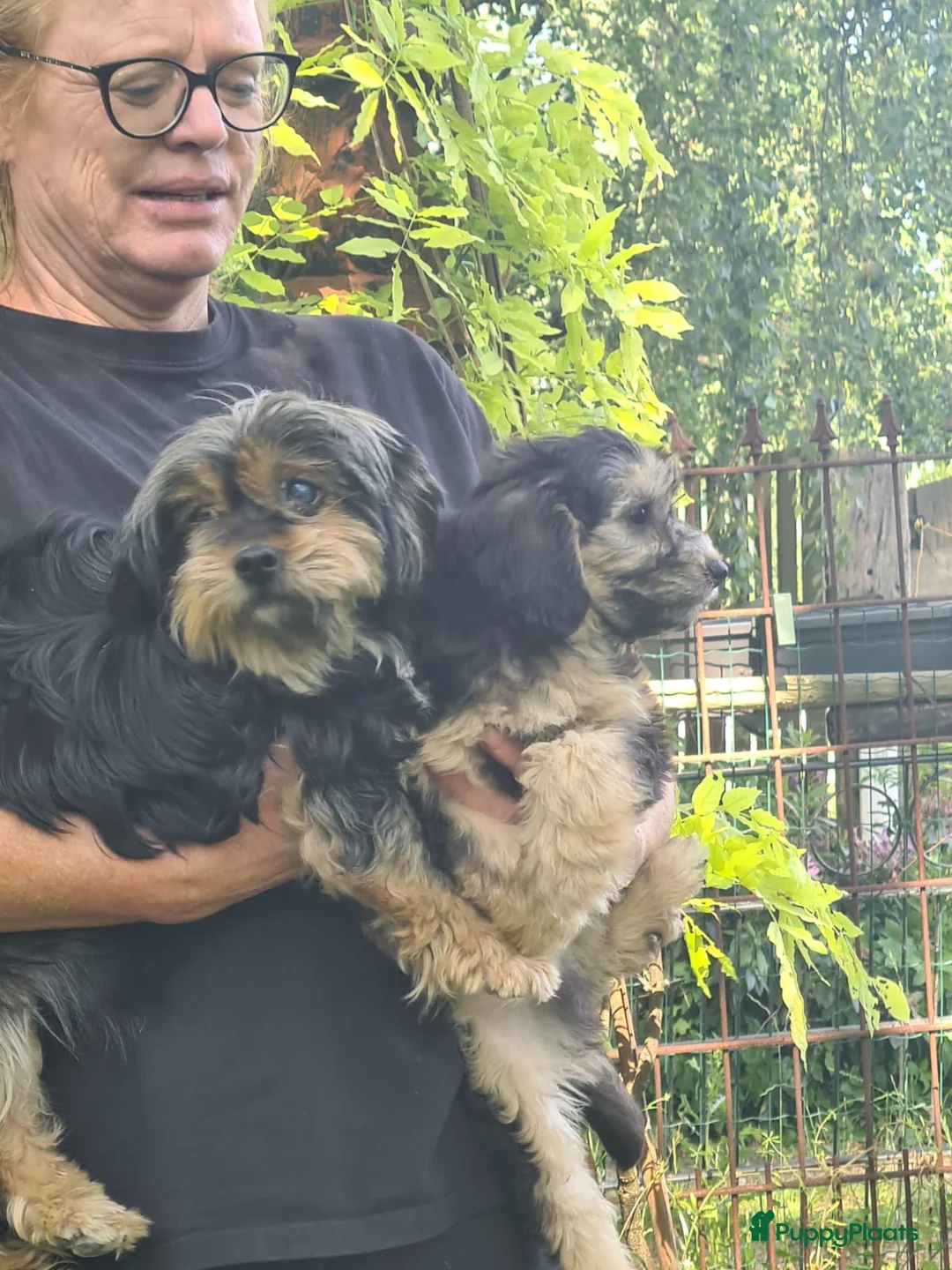 Kruising honden te koop: 6 (nog5!) Prachtige york/shihtzu x poedel pups - Advertentie 7