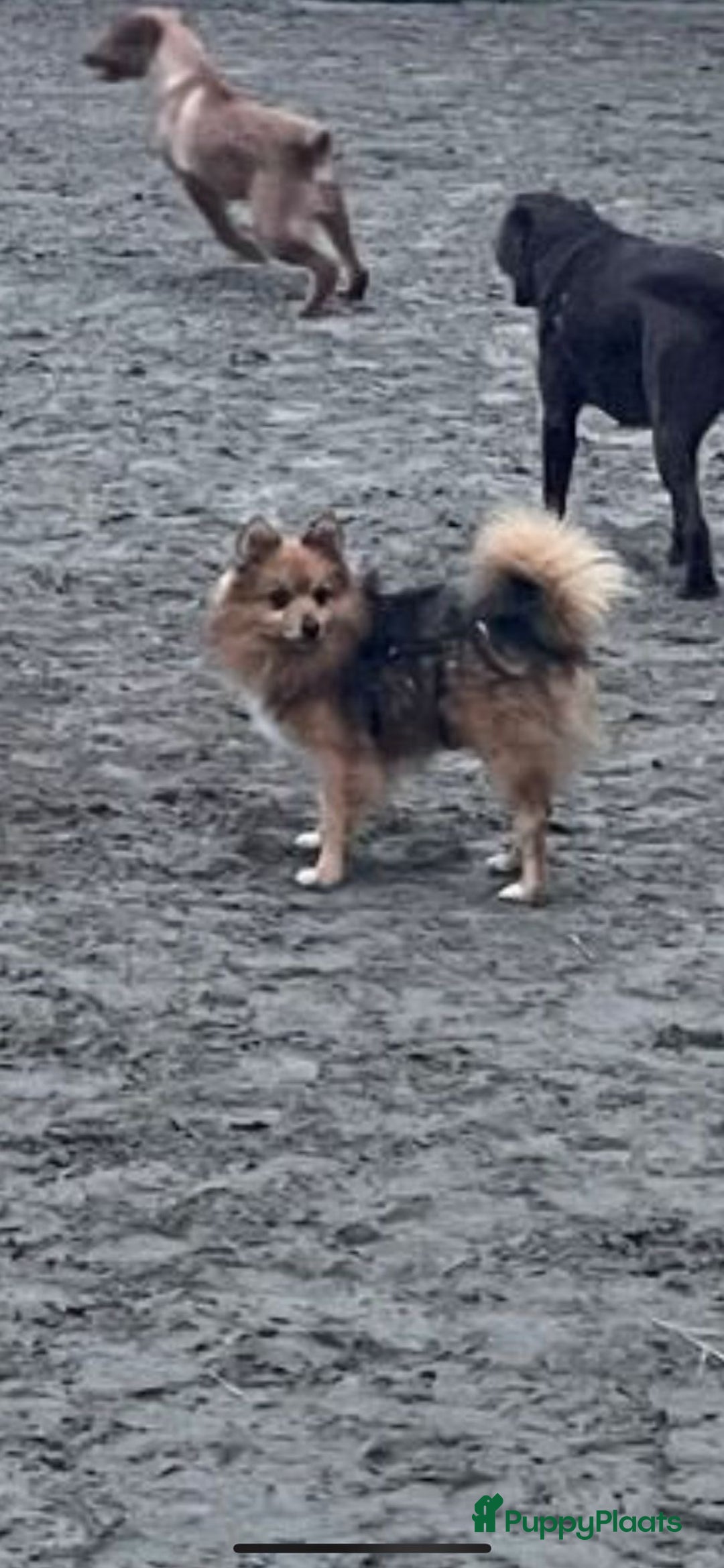 Yorkshire Terriër honden te koop: Yorkshire terriër puppies zoeken goudenmand. - Advertentie 10