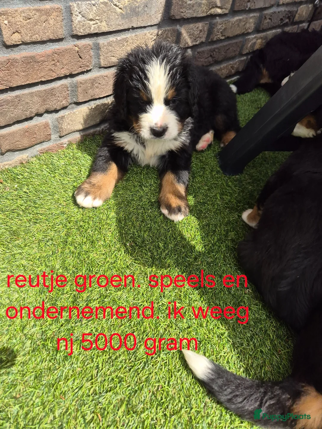 Berner Sennenhond honden te koop: Berner sennen reutje gereserveerd - Advertentie 2