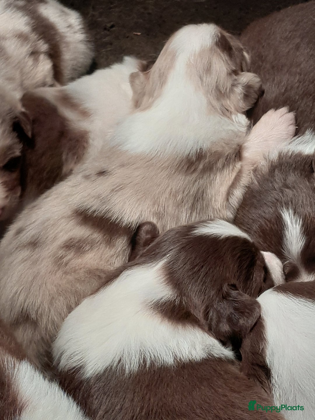 Australian Shepherd honden te koop: Lieve raszuivere australian shepherd pups  - Advertentie 14