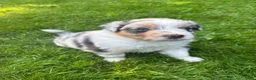 Australian Shepherd honden te koop: Blue Merle rue  - Advertentie 4