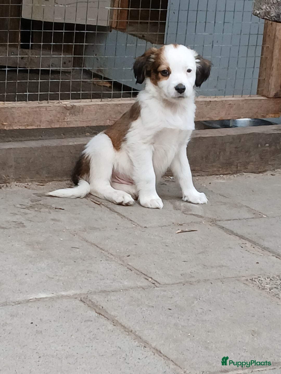Kooikerhondje honden te koop: Kooikerhondje reu in Twijzelerheide - Afbeelding 1