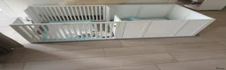 Pomeriaan honden te koop: Pomeriaanpups - Advertentie 4