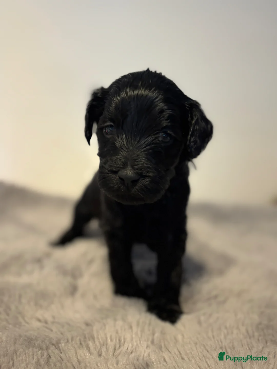 Kruising honden te koop: Mooie Labradoodle Pups te koop - Advertentie 8