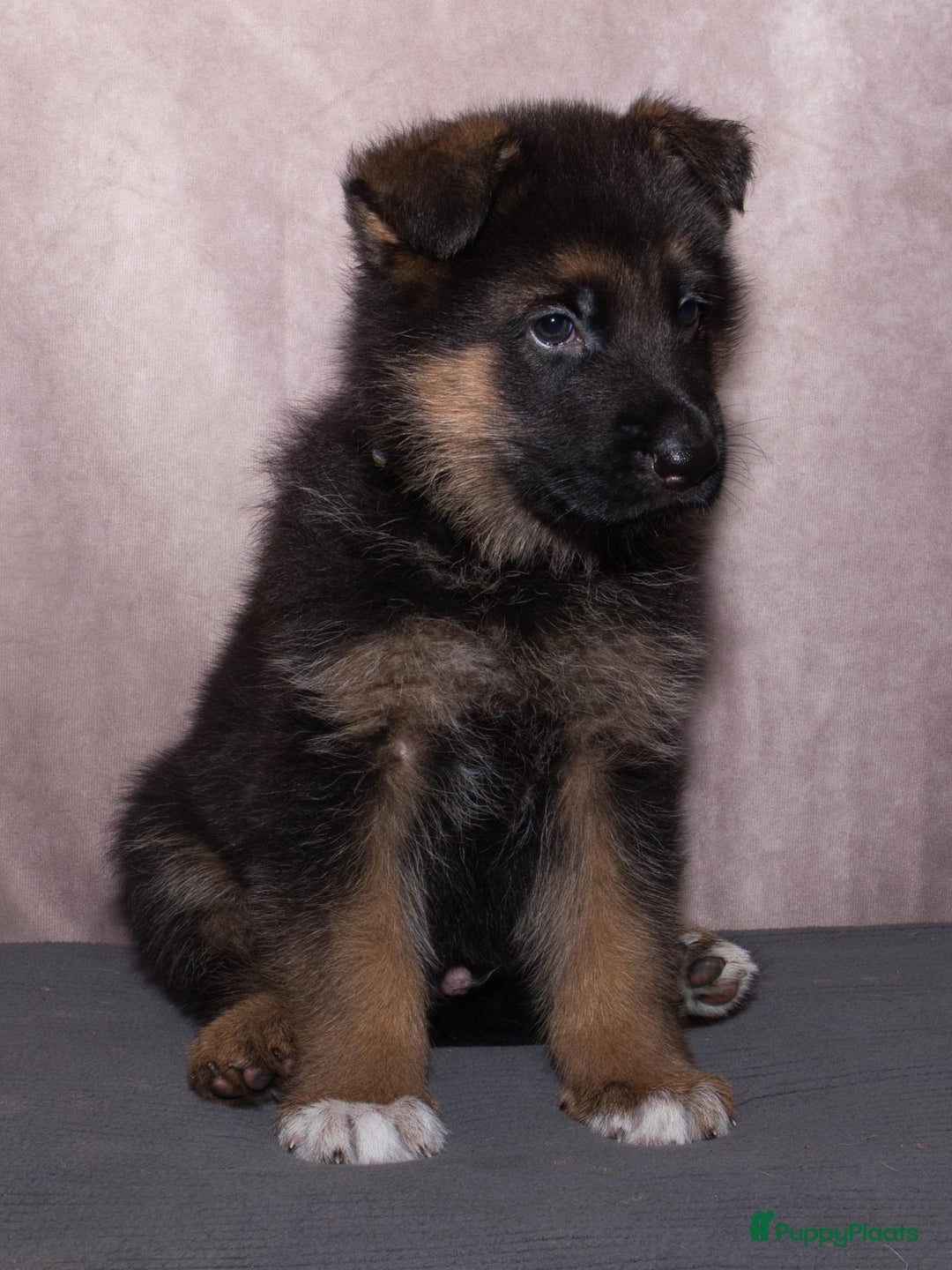 Duitse Herder honden te koop: 🐾 Duitse Herder Pup te Koop  🐾 - Afbeelding 21