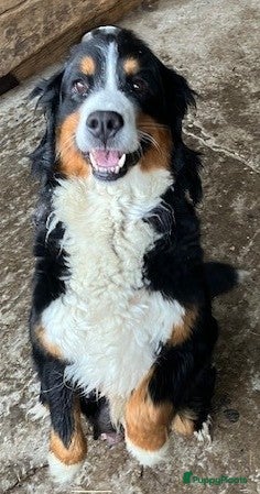 Berner Sennenhond honden Berner Sennenpups - Advertentie 1