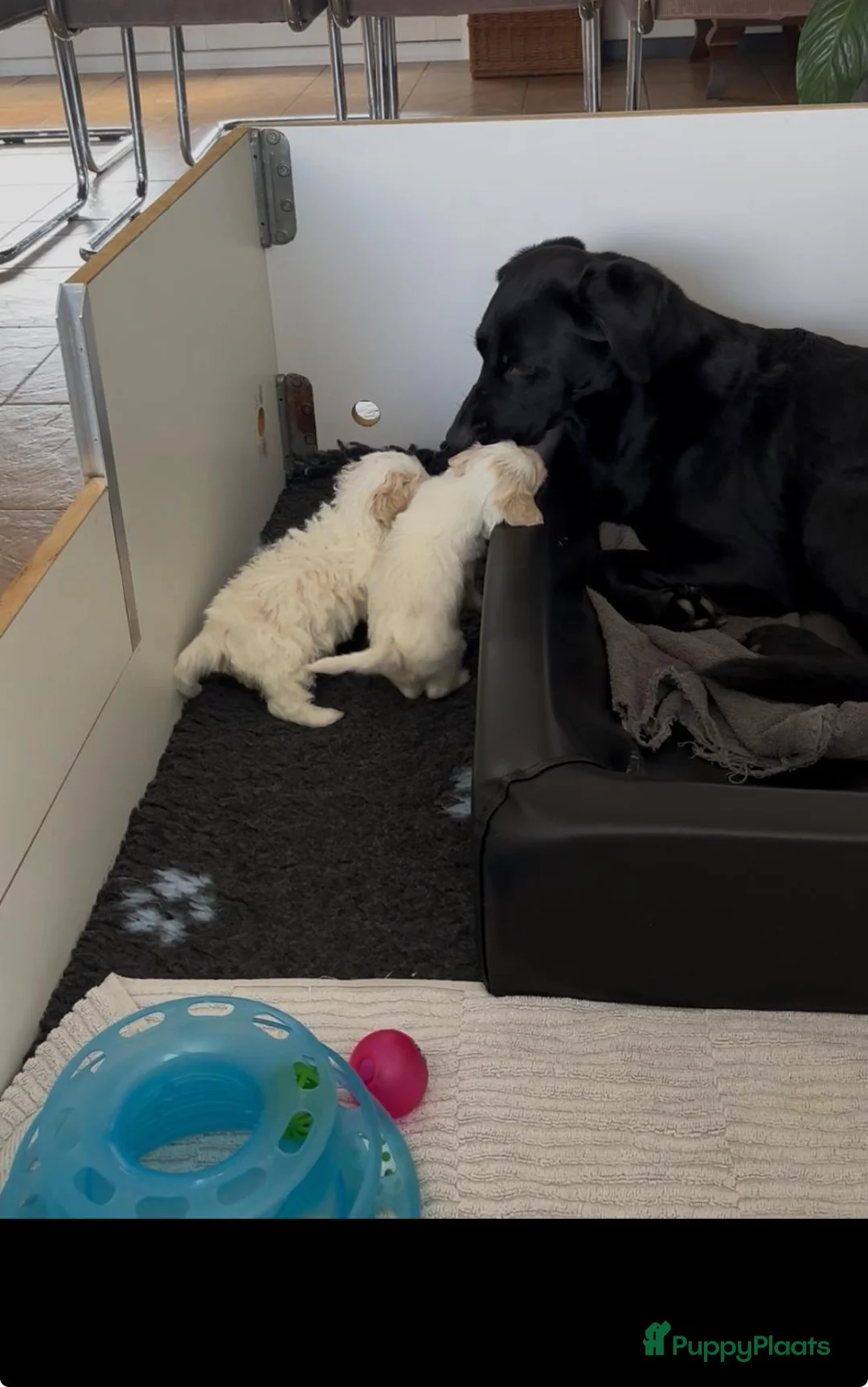 Kruising honden te koop: Maltipoo x Shih Tzu puppies - Advertentie 9