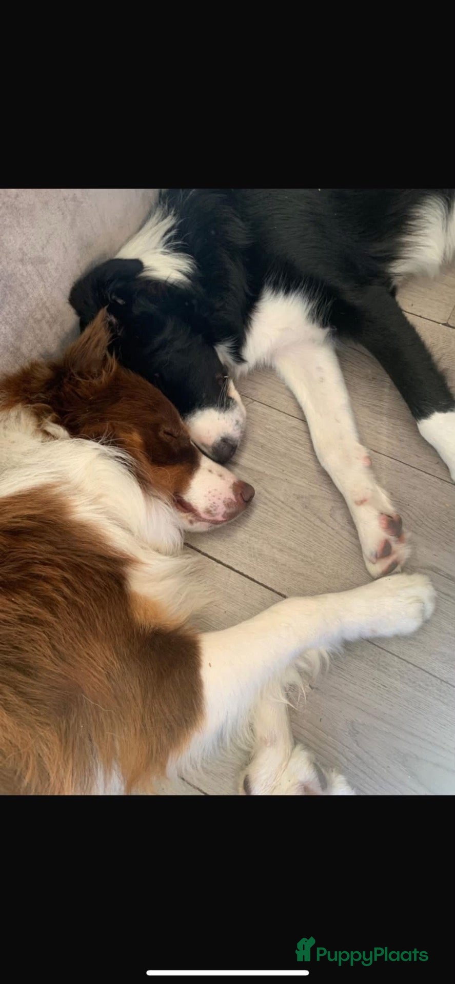 Border Collie honden 2 mooie raszuivere bordercollies  - Advertentie 8