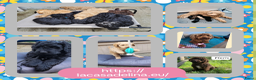 Australian Labradoodle honden te koop: Australian Labradoodle Puppies (In Belgium) - Advertentie 16