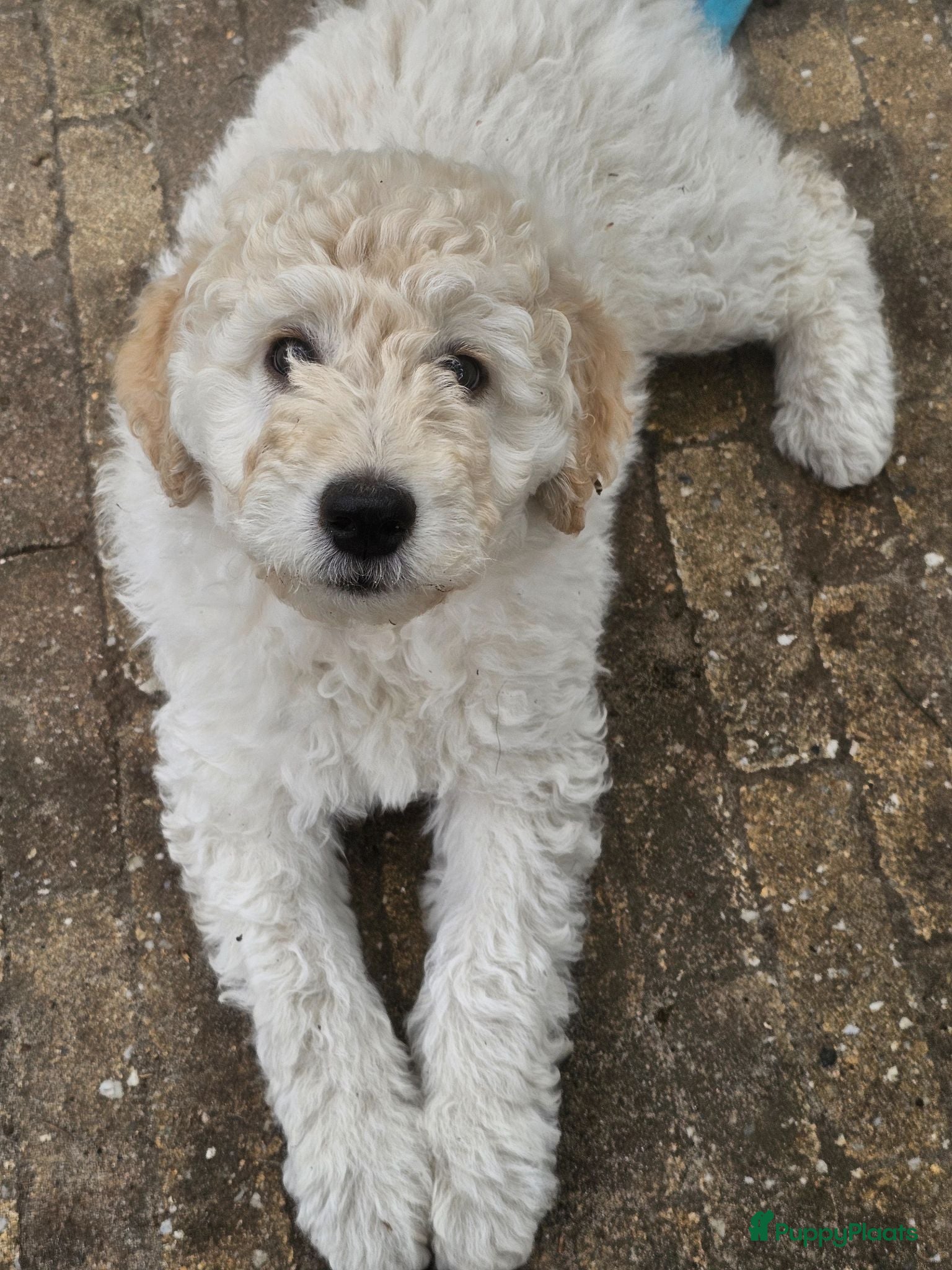 Kruising honden Wegens annulering nog 2 pups beschikbaar!! - Advertentie 2